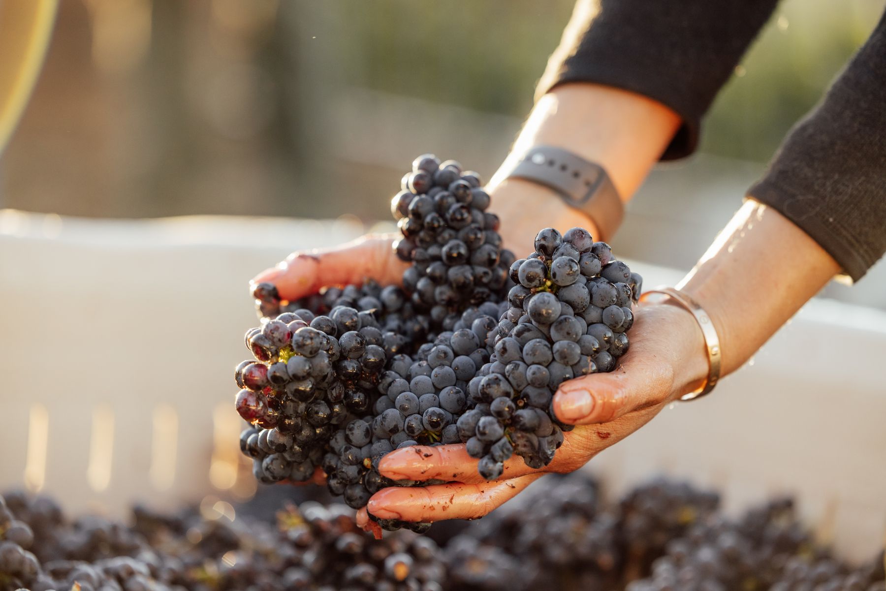 Hands holding a cluster of Pinot Noir over a bin of harvested grapes