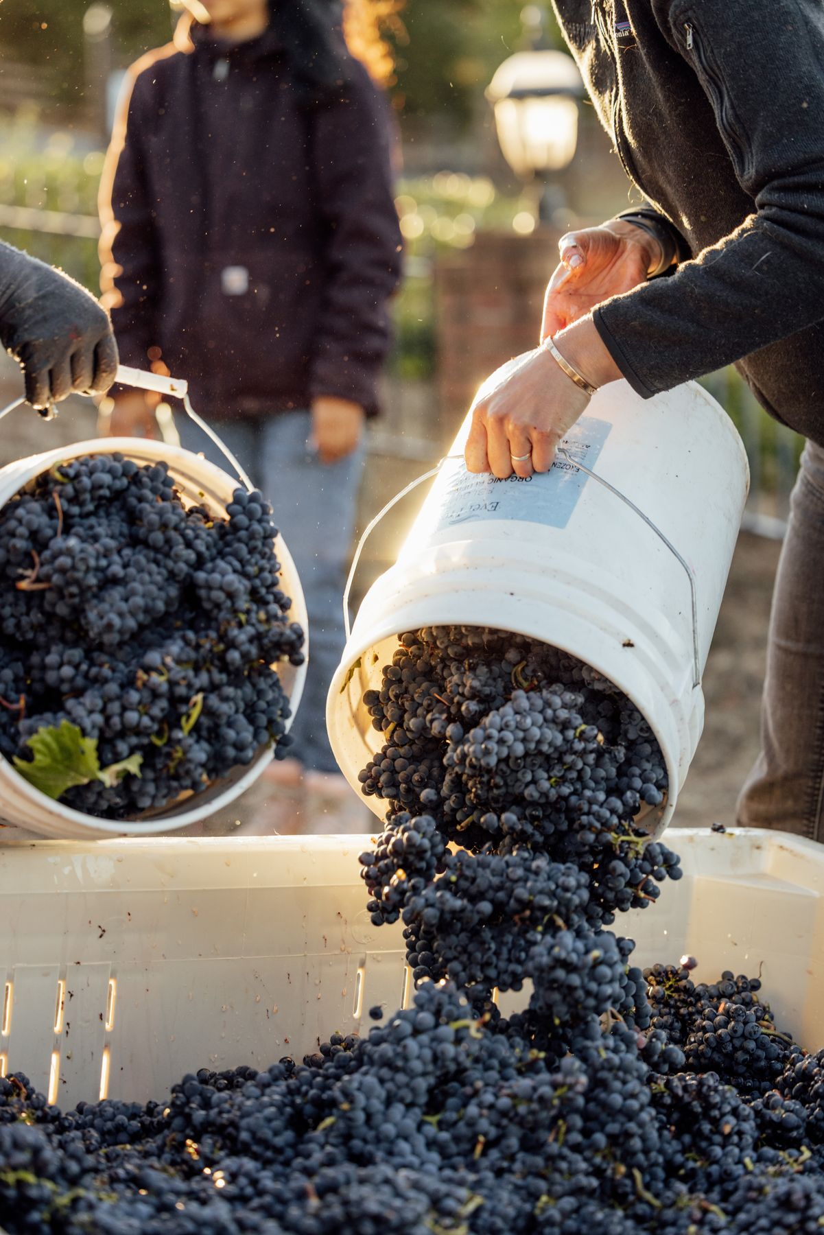 Harvested grapes tipped from a bucket into a bin
