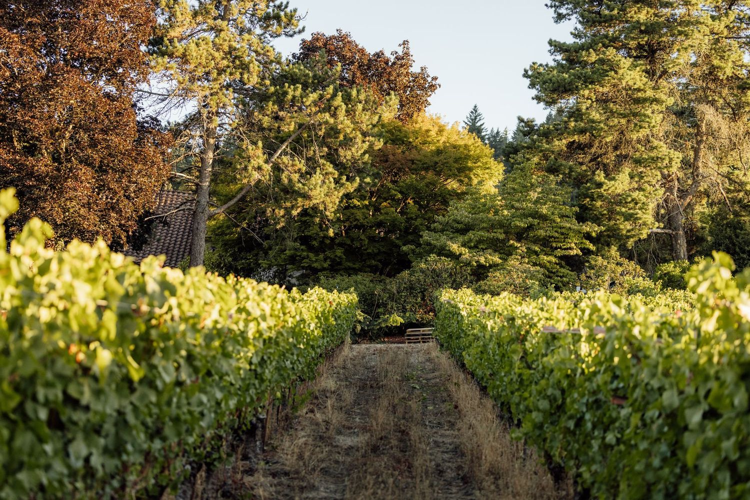 Rows of vines running down the slope at West Wind, with firs behind