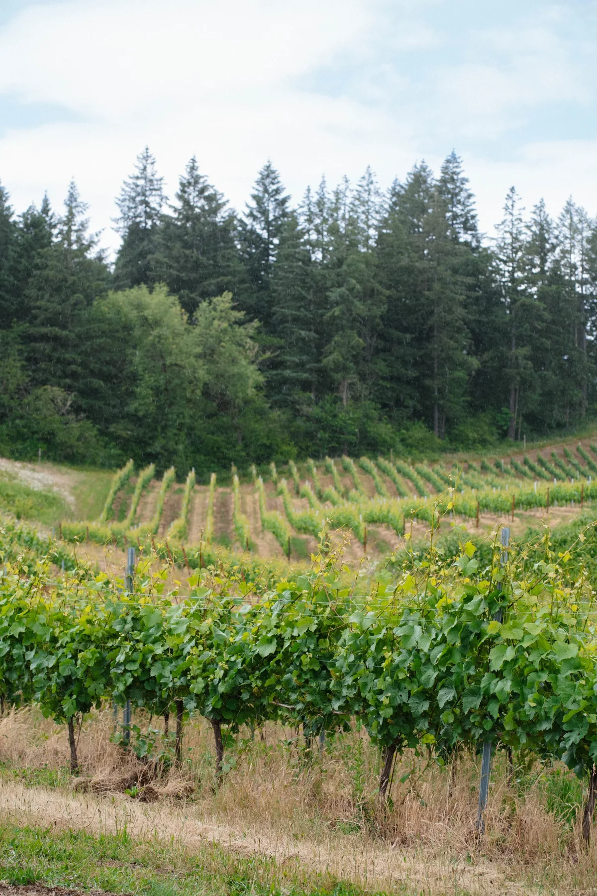 Pinot Noir vines on the slope at West Wind